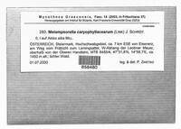 Melampsorella elatina image